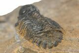 Bubble Nose Actinopeltis Trilobite - Rare Species #312786-3